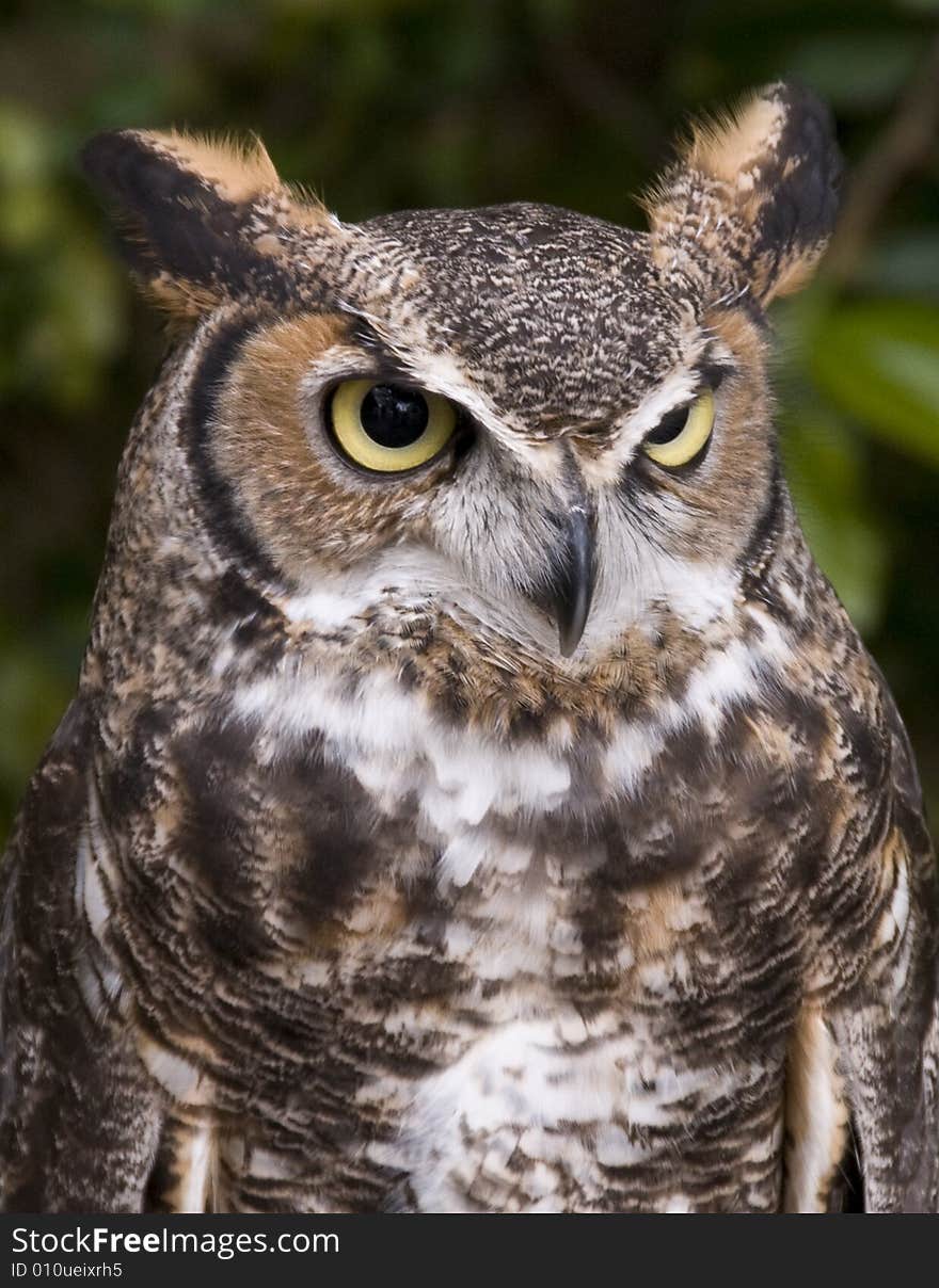 An angry looking Horned Owl.