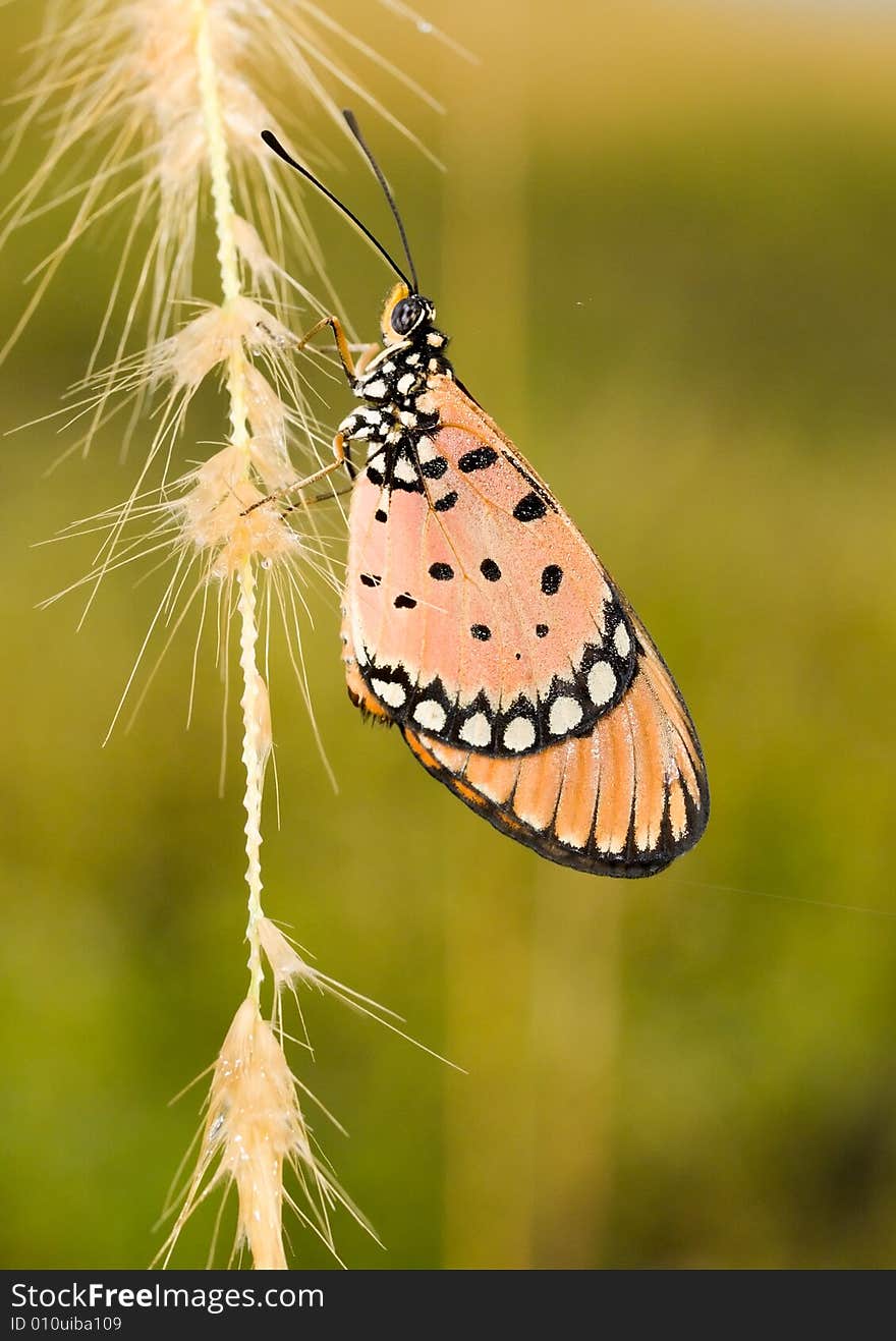 Tawny Coaster Butterfly