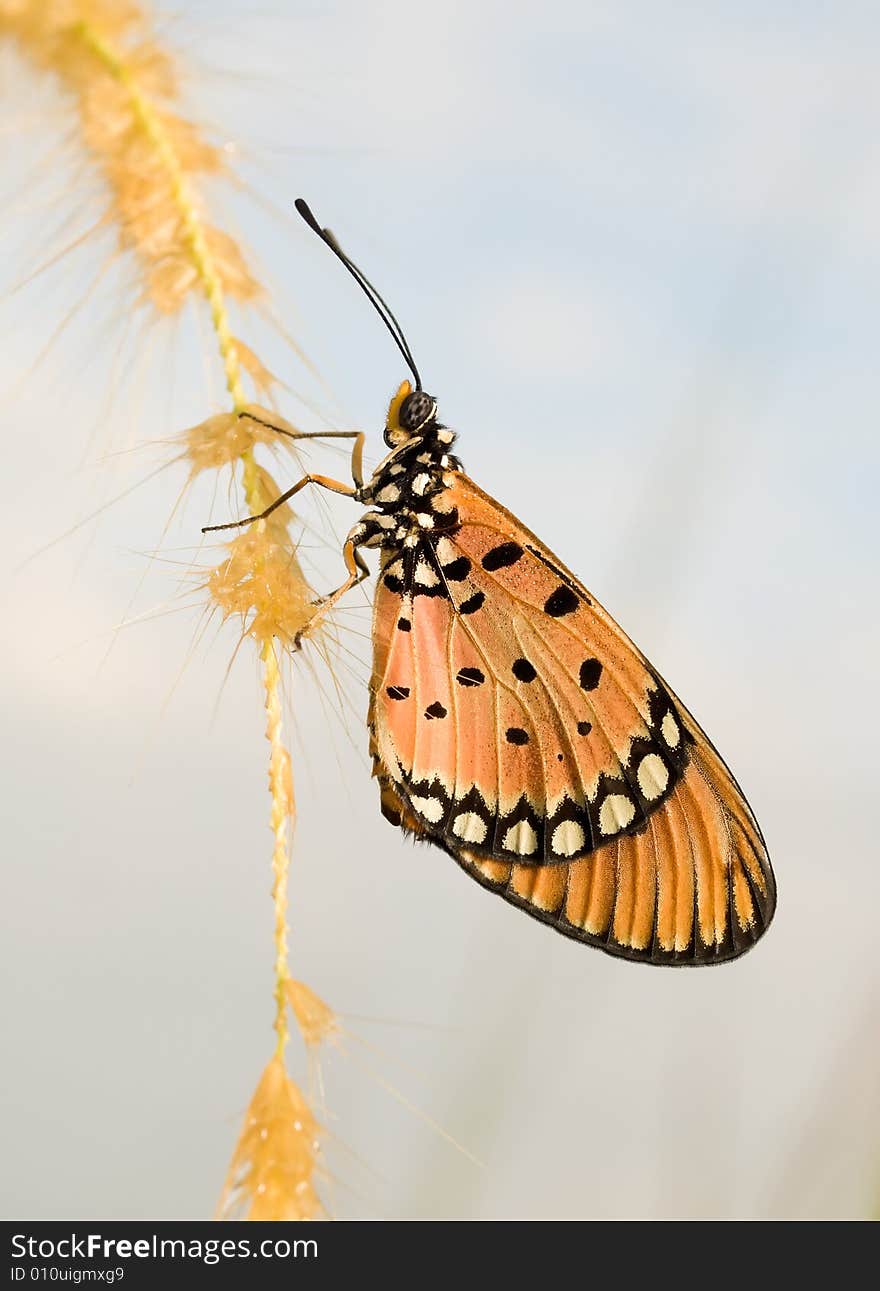 A tawny coaster butterfly with dew encrusted folded wings  thawing and warming up on a drenched grass flower in the cold early morning