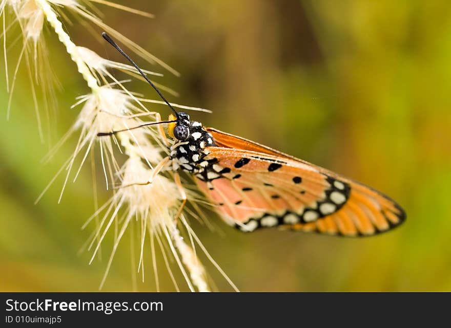 Tawny Coaster Butterfly