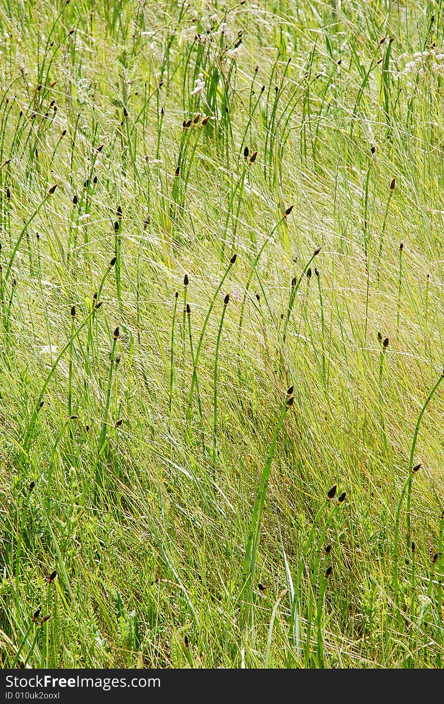 Grass field in the great prairies, alberta, canada