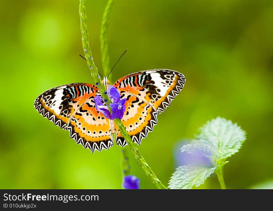 Male Leopard Lacewing Butterfly feeding on the blue flowers of the common snakeweed