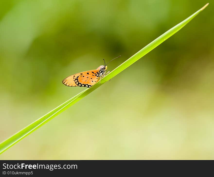 Butterfly on Grass