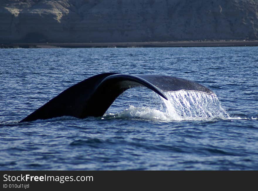 Right whale tail