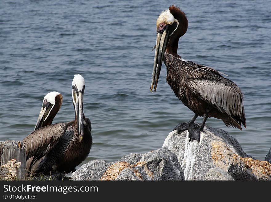 Pelicans sitting on some rocks in the ocean on a hot summers day. Pelicans sitting on some rocks in the ocean on a hot summers day.