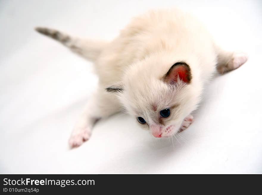 Small kitty on clean white background