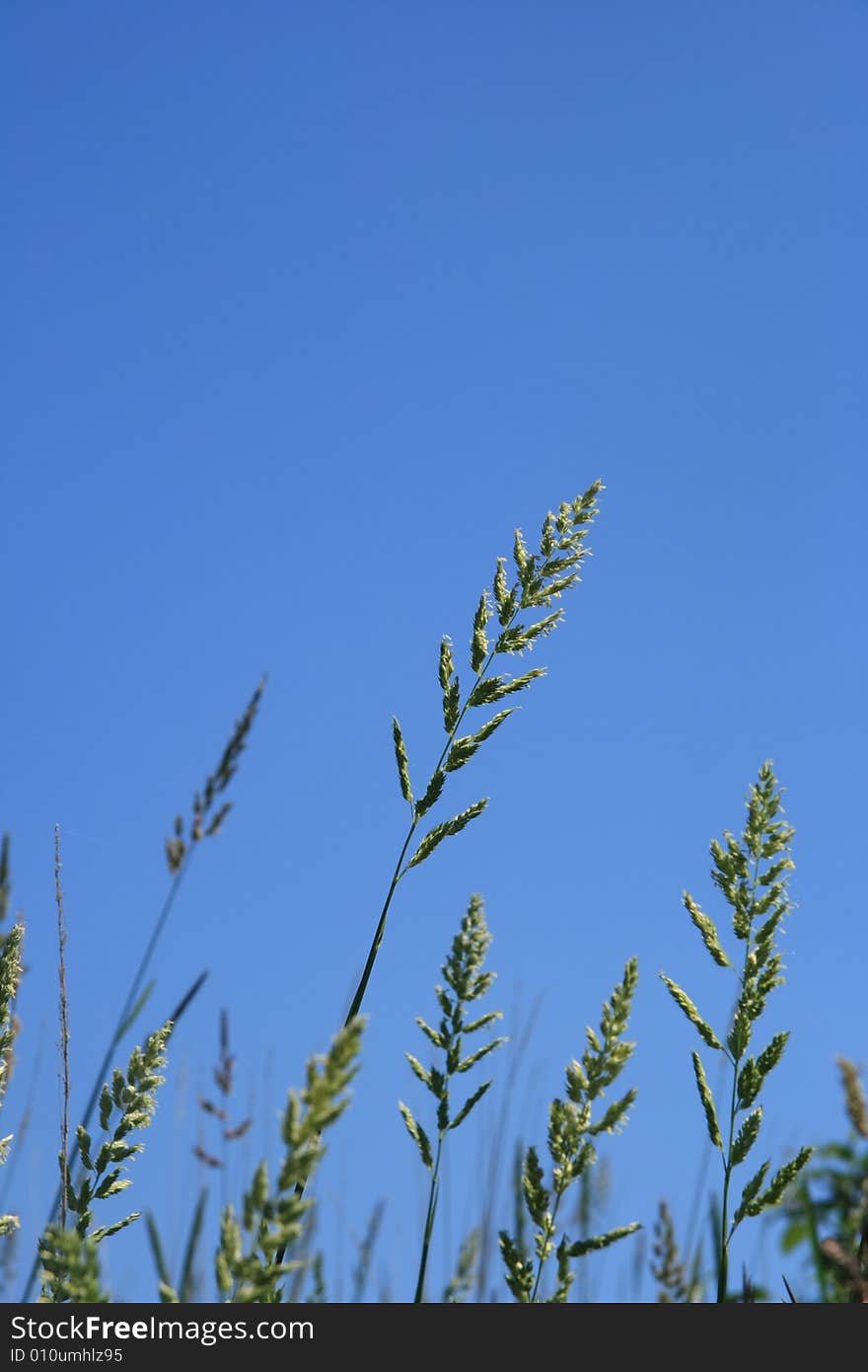 Detail of wild plants stretching up into the clear blue sky. Detail of wild plants stretching up into the clear blue sky