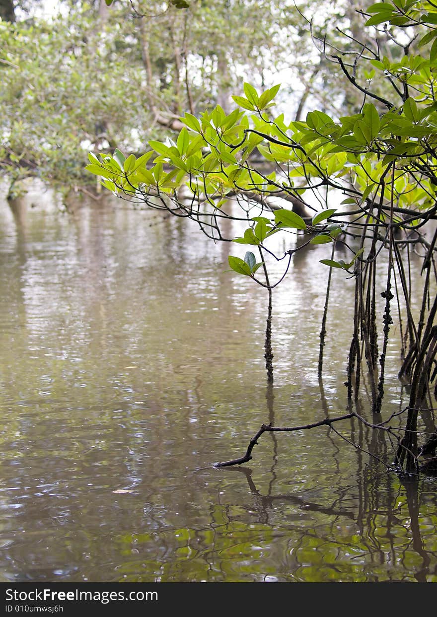 Leaves of a mangrove tree in a wetlands at low tide. Leaves of a mangrove tree in a wetlands at low tide