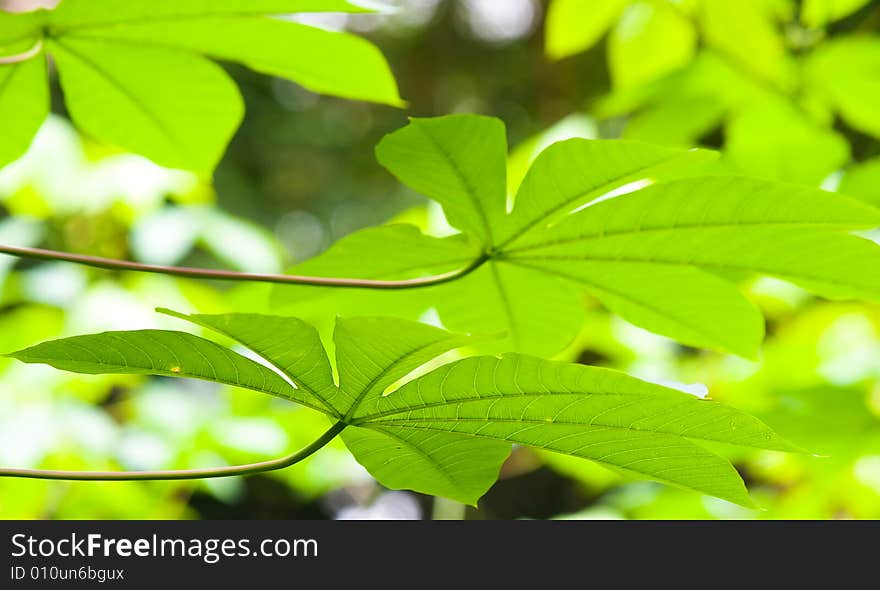 Multi Lobe Leaves Underside