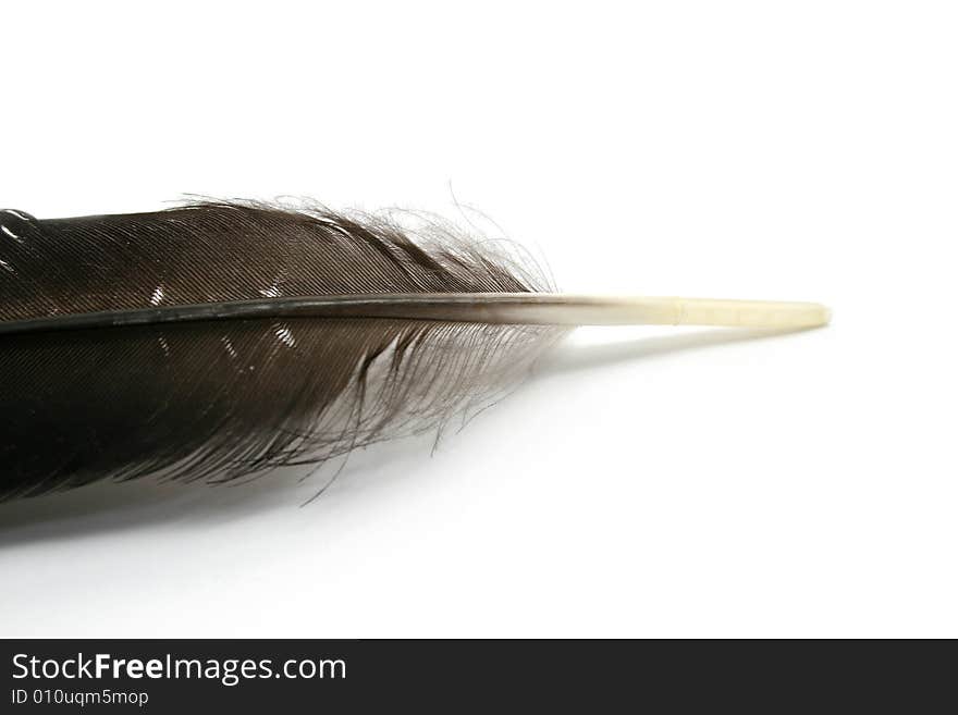 A feather isolated on white background