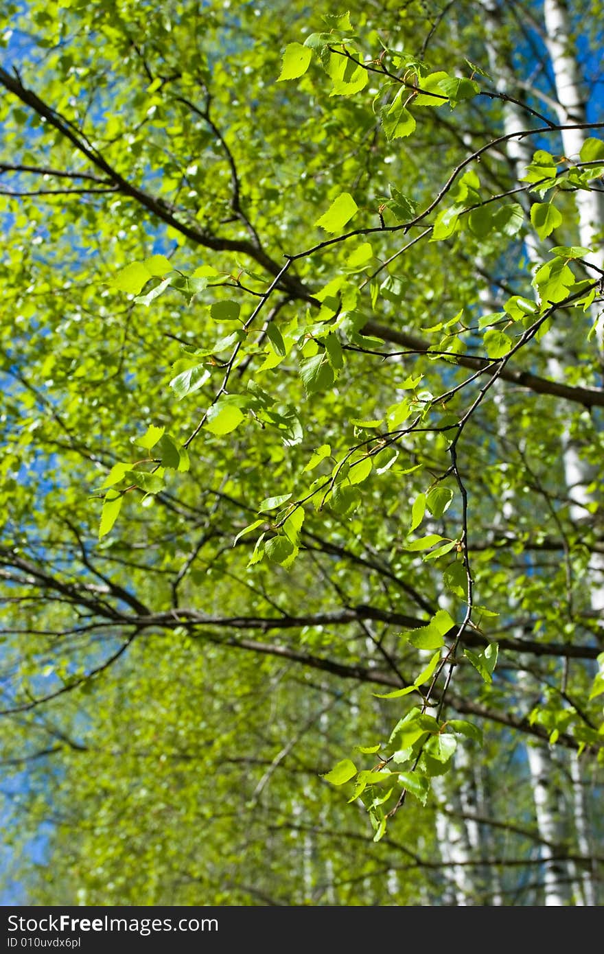 Fresh foliage of birch tree at spring