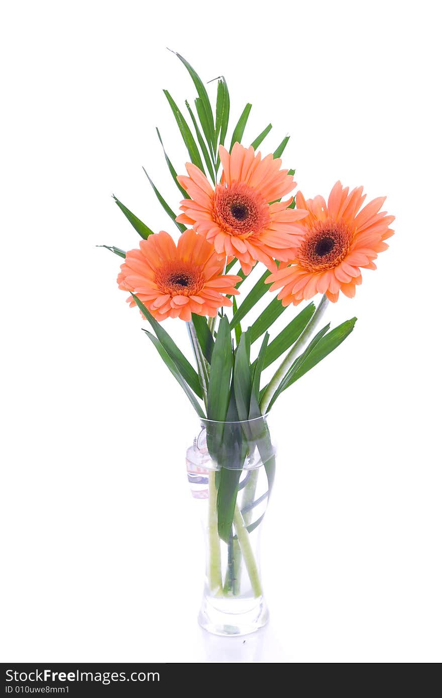 Camomiles isolated on a white background