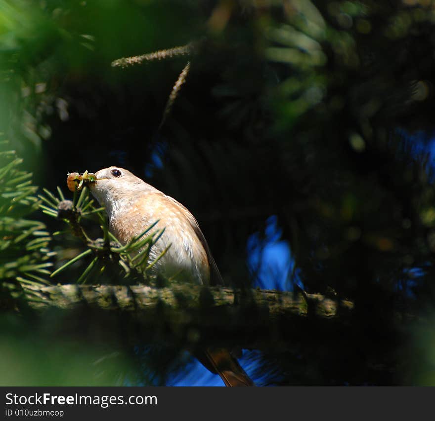 Troubled linnet