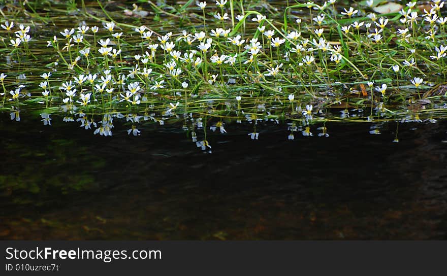 Floral tributes