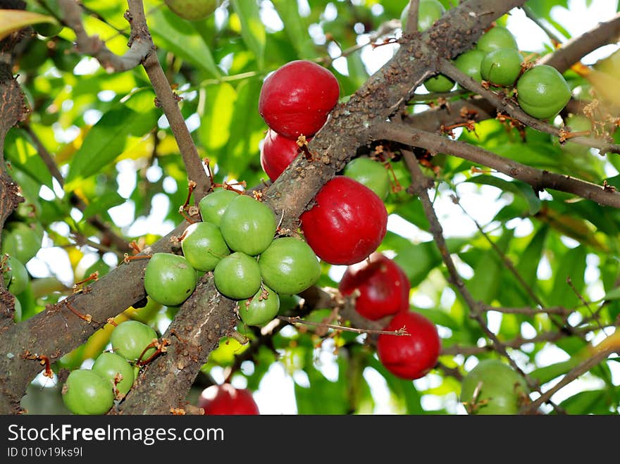 This fruits for medicine, location this fruit at Bekasi Indonesia. This fruits for medicine, location this fruit at Bekasi Indonesia