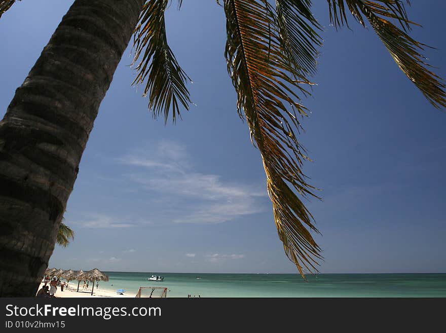 A palm tree scenery at playa ancon , Cuba. A palm tree scenery at playa ancon , Cuba