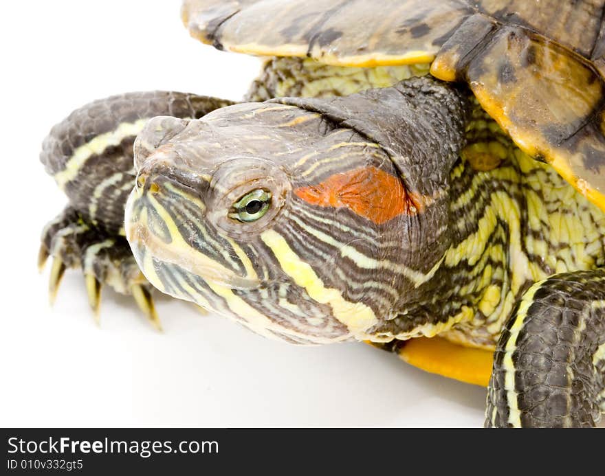 Head and face of a turtle - Pseudemys scripta elegans - close up