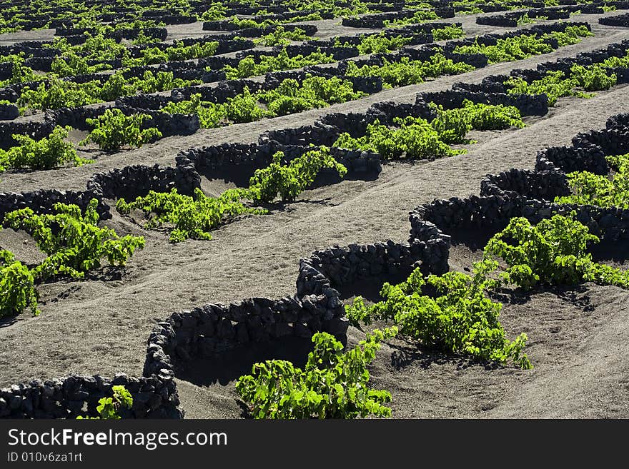 Traditional Vineyard At La Geria, Lanzarote