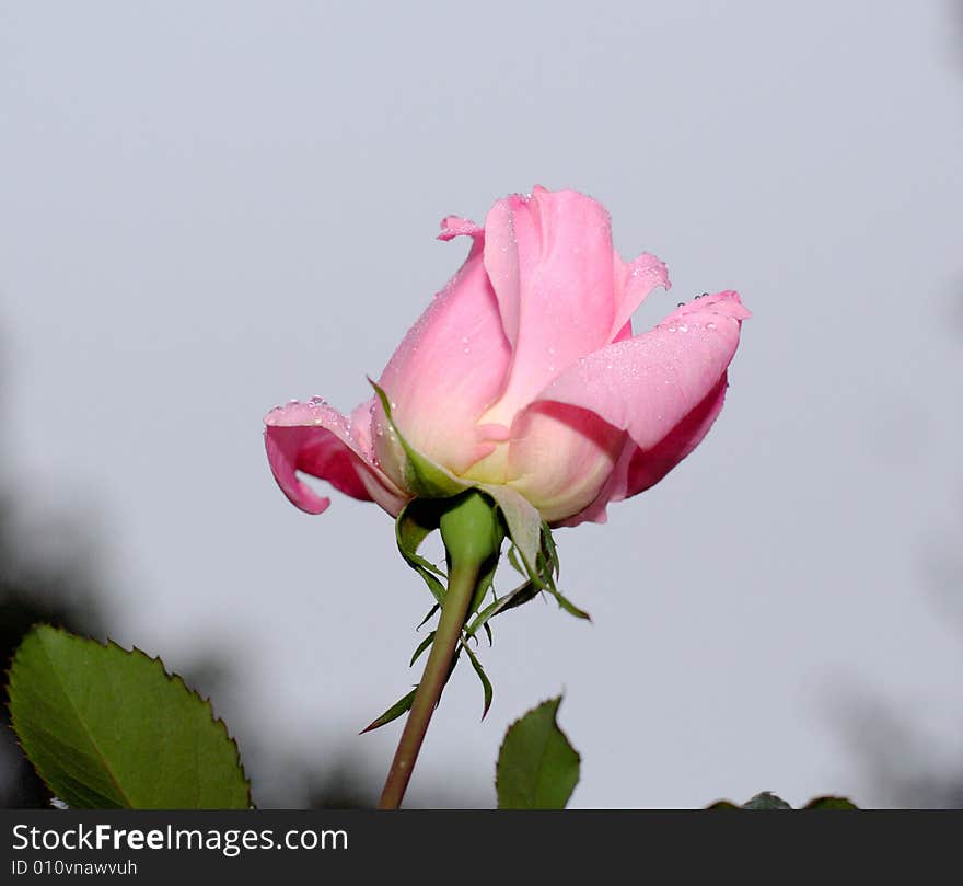 Pink rose just opening against a gray cloudy sky after rain