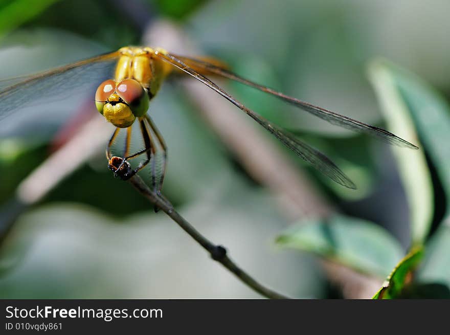 Yellow dragonfly on the branch. Narrow depth of field. Yellow dragonfly on the branch. Narrow depth of field.