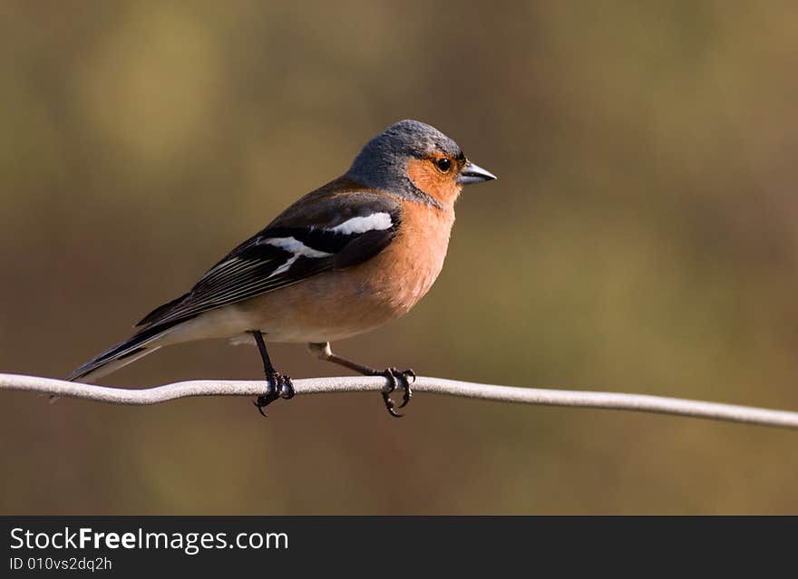 Chaffinch