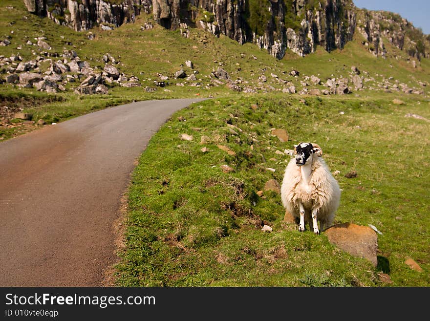 Sheep standing near a road. Sheep standing near a road