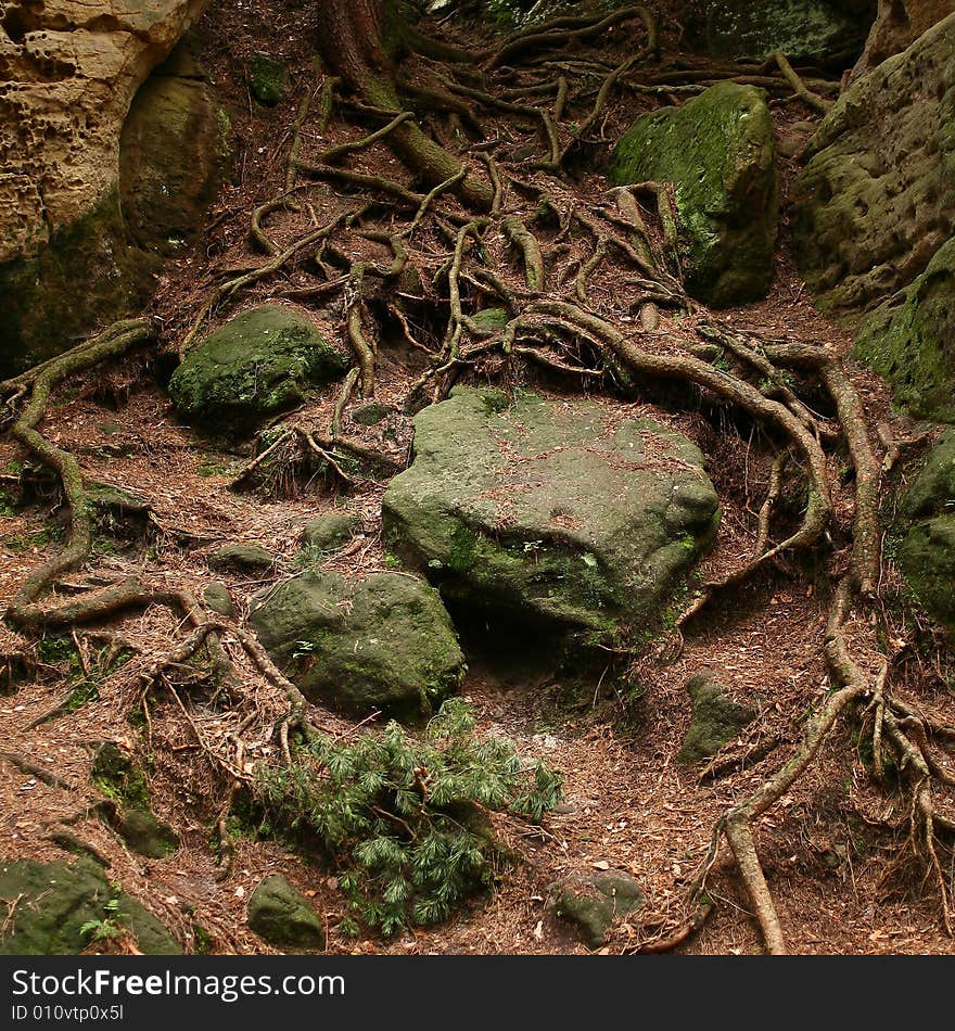 Extensive rootage in forest with stones