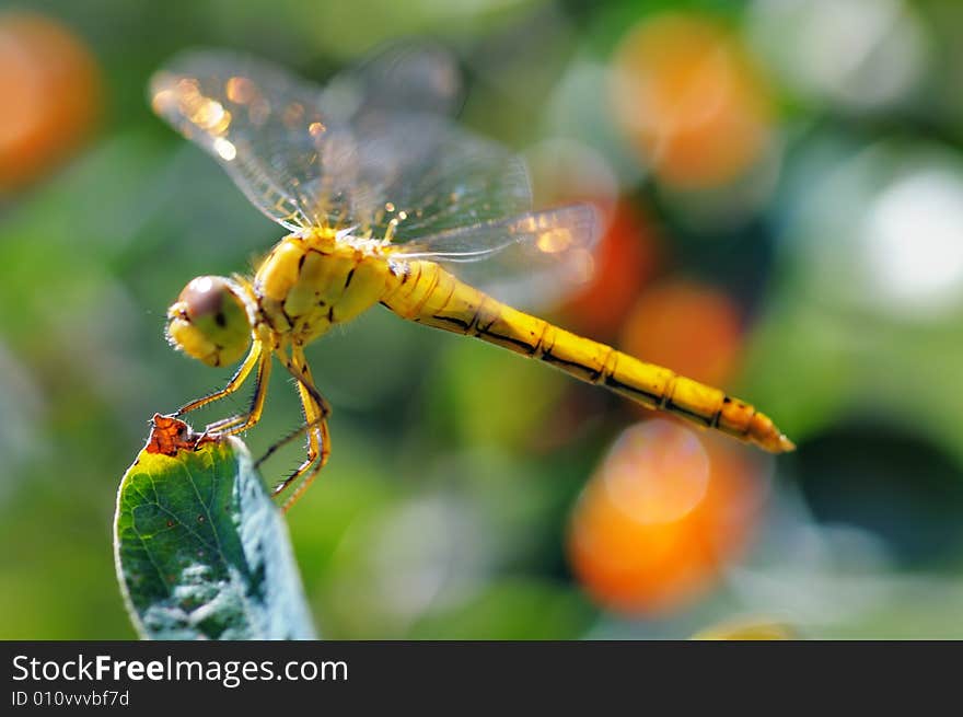 Yellow dragonfly on the branch. Narrow depth of field. Yellow dragonfly on the branch. Narrow depth of field.