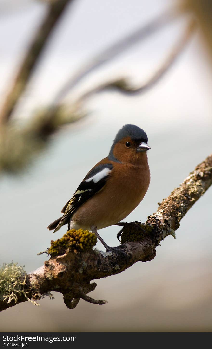 Chaffinch