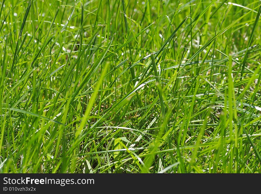 Green grass in the field. Close-up. Narrow depth of field. Green grass in the field. Close-up. Narrow depth of field.