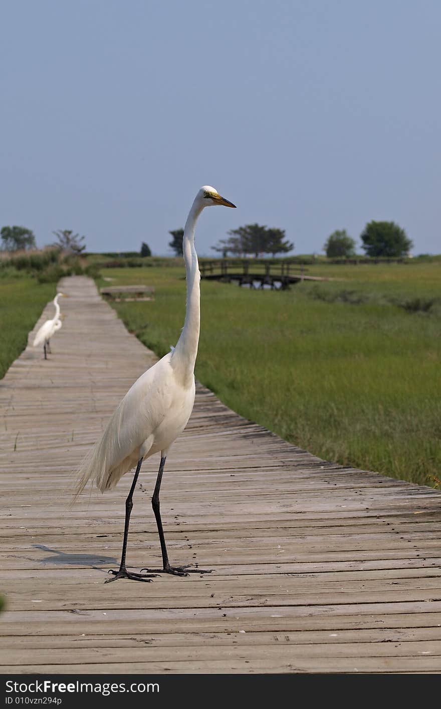 Great Egret (ardea Alba)