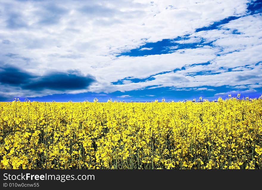 Meadow with many yellow flowers. Meadow with many yellow flowers