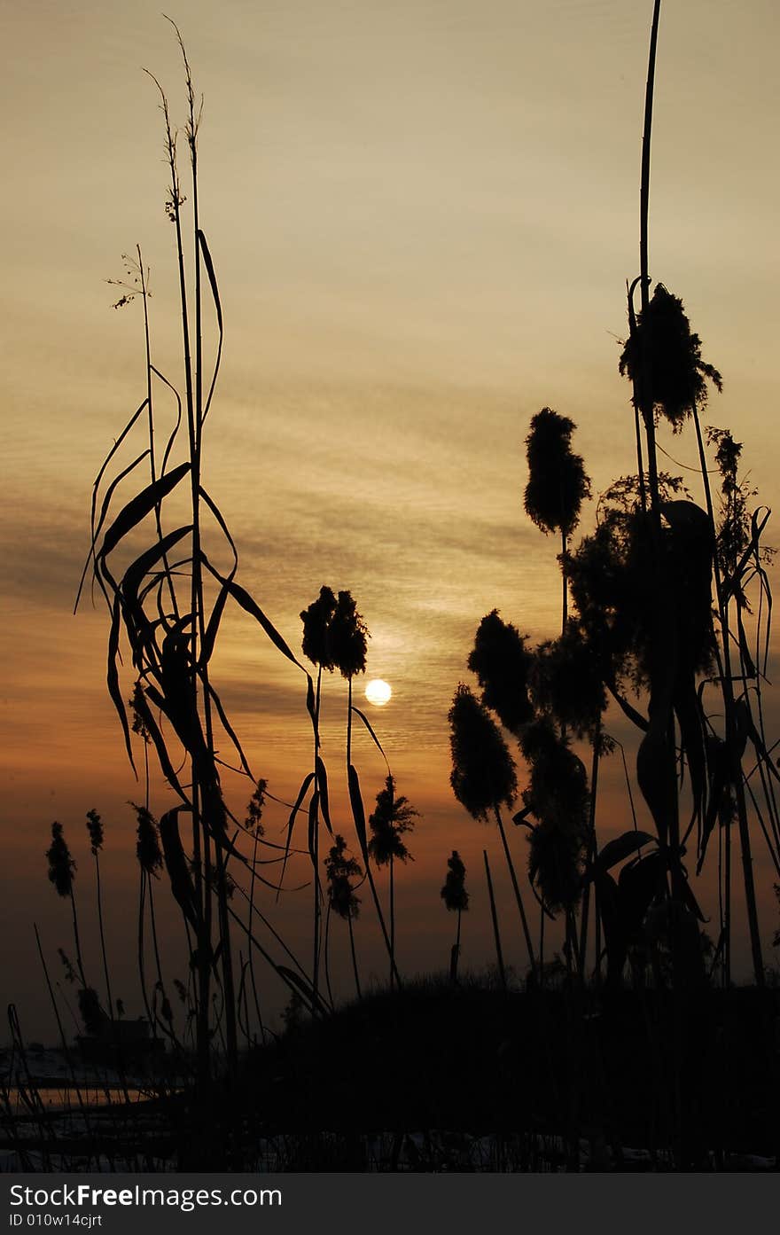 Reed Sunset