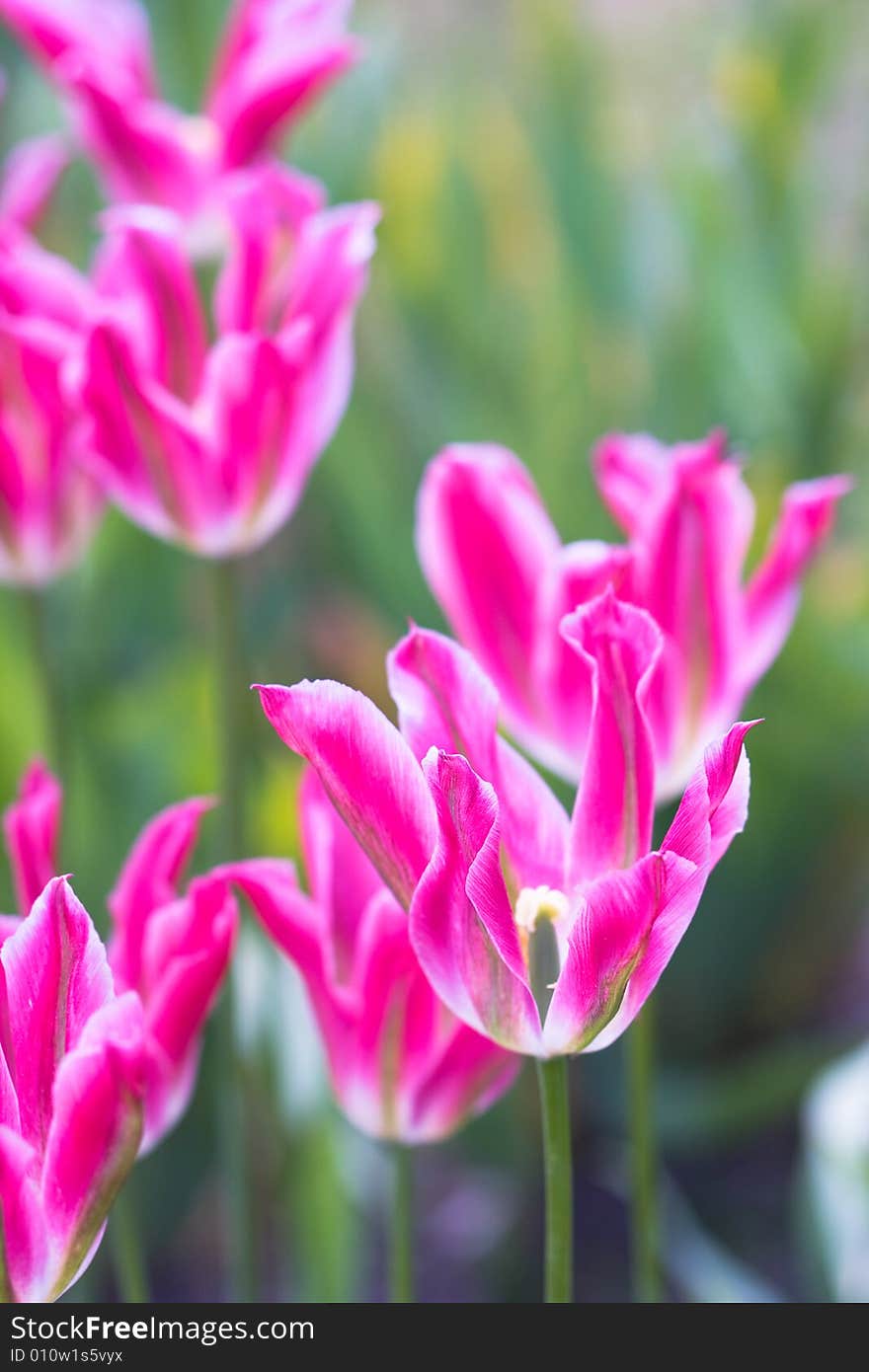 Close-up of pink tulip on field. Close-up of pink tulip on field