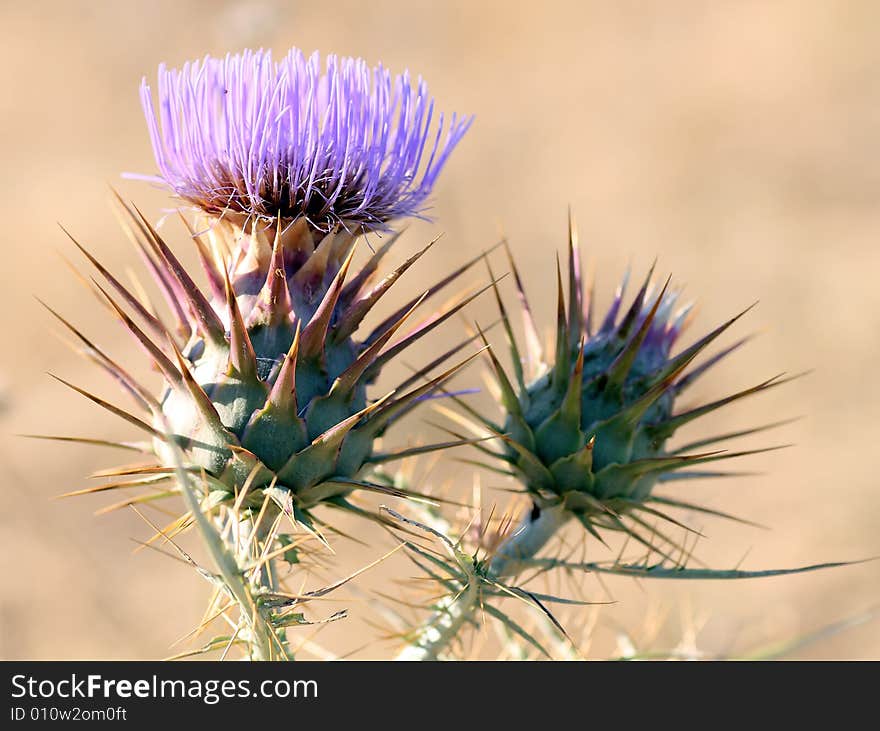 Close up view of a cotton thistle cat flower, over a golden sun.