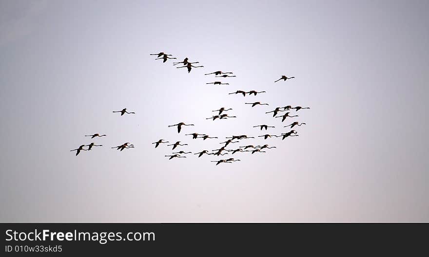 Bunch In Flight