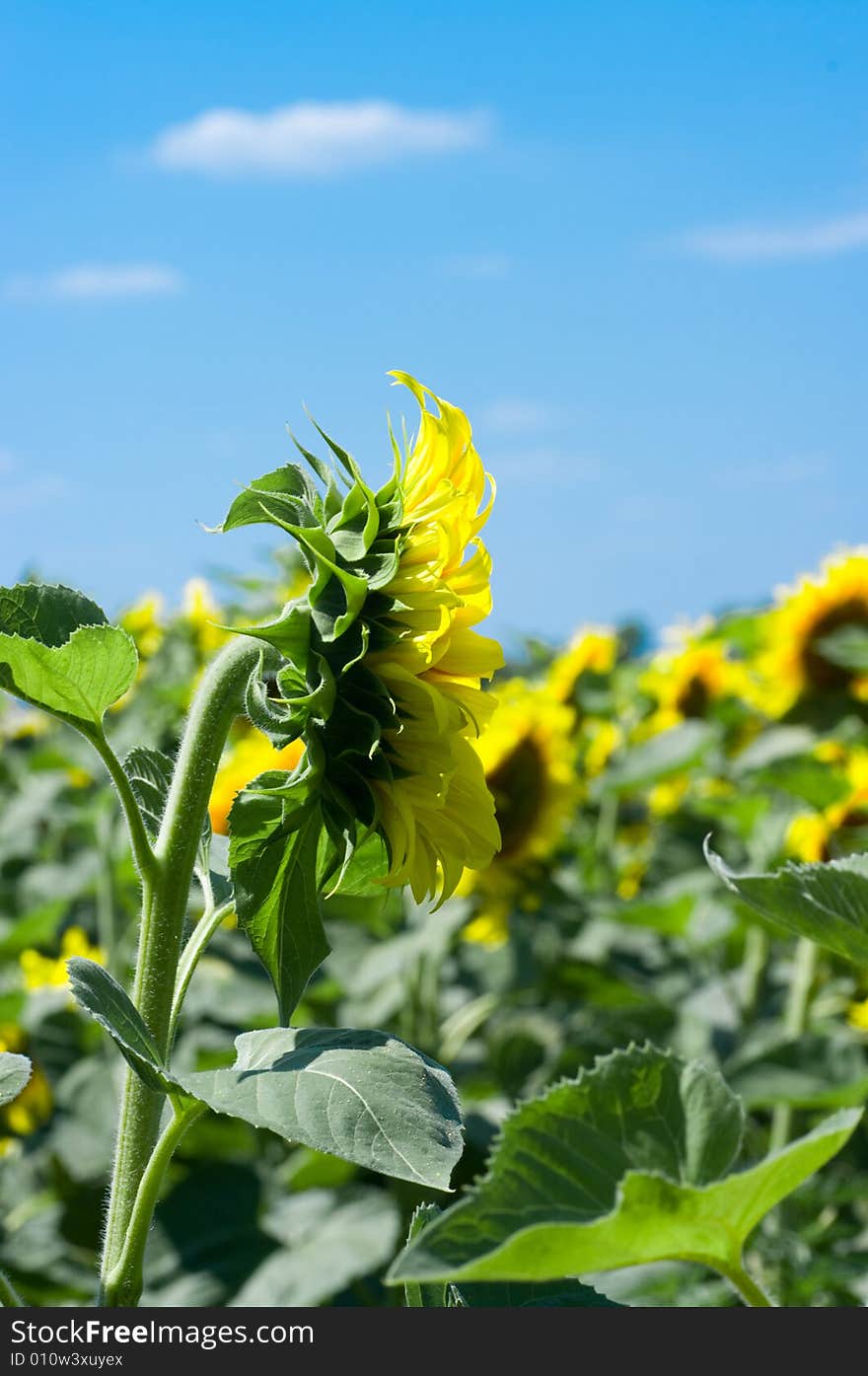 Shot sunflower on blue sky background