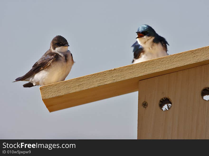 Tree Swallow(iridoprone bicolor) bickering on top of bird house