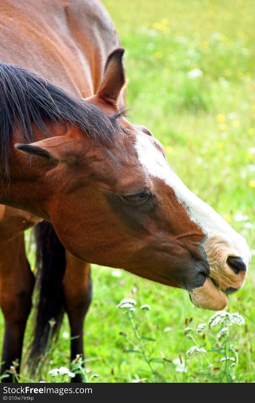 Horse in Field