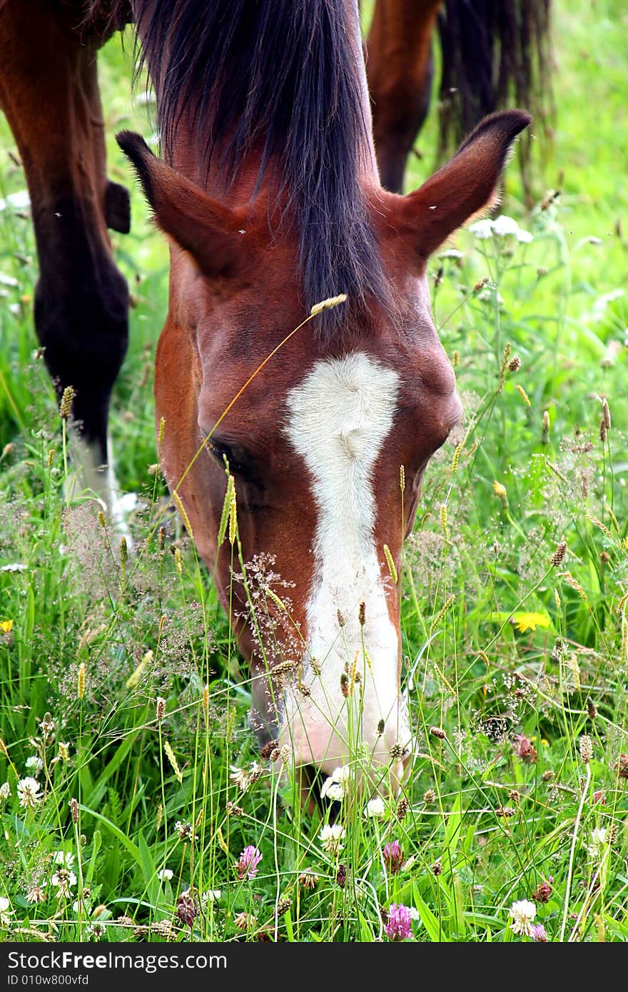 Horse in Field