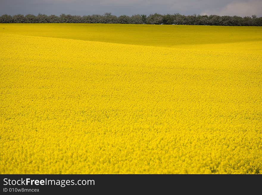 Yellow Field