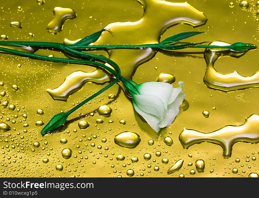 White flower with water droplets