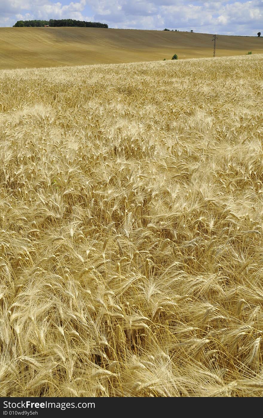 Barley field with forest in france