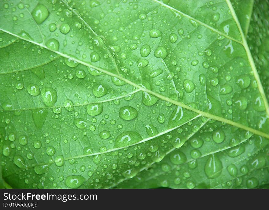 Green leaf with rain drops. Green leaf with rain drops