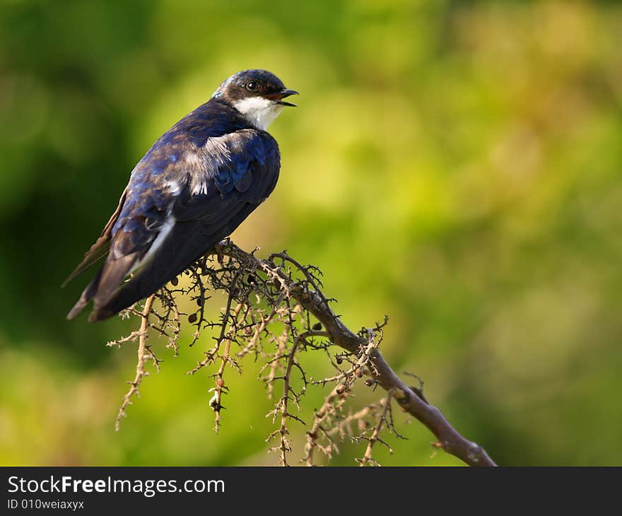 Tree Swallow(iridoprone bicolor) singing and perched on branch