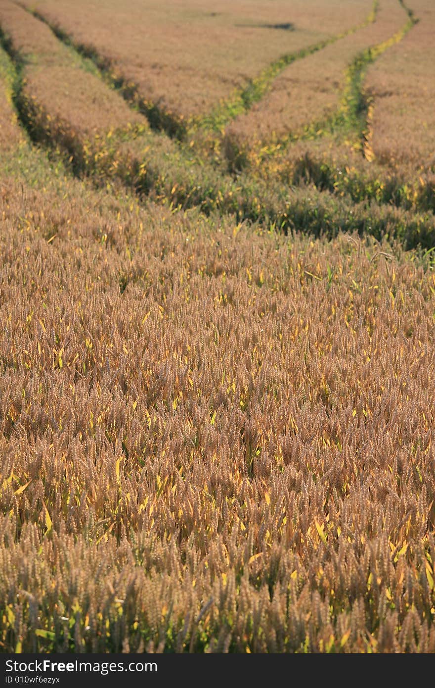 Cereal field