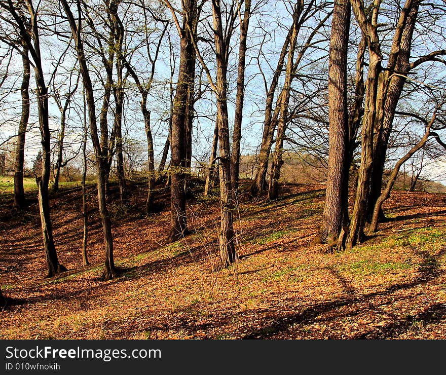 Spring in a forest near Děčín