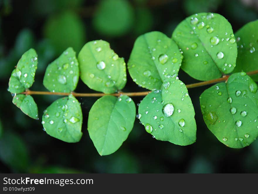 Green leafs with small rain drops