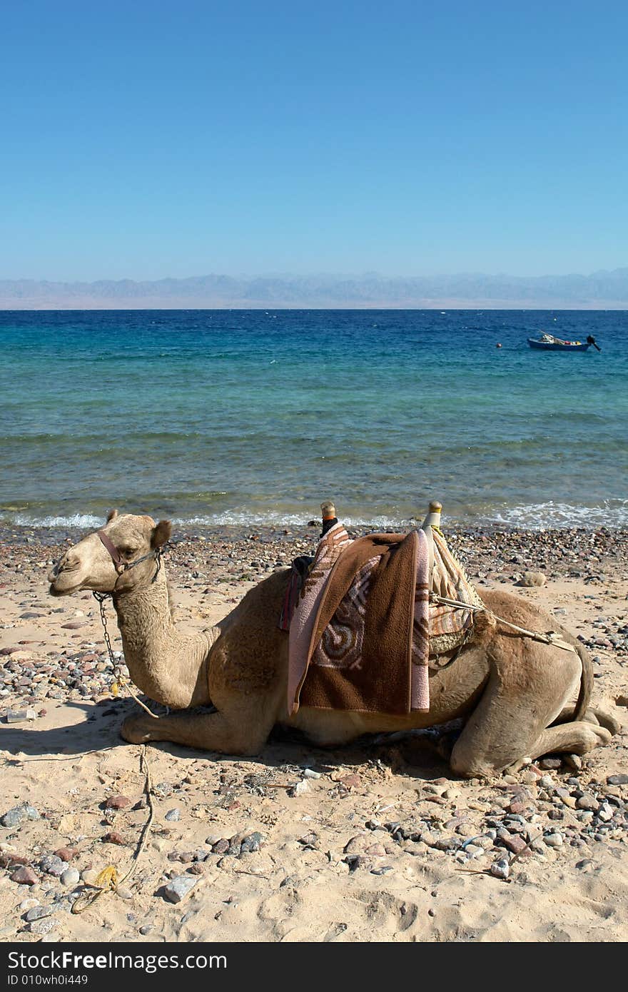 Camel on the beach