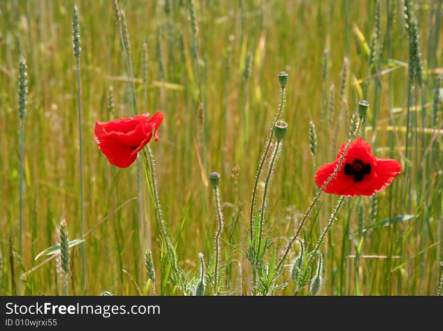 Two red poppies